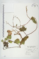 盒果藤藏品圖，第1張