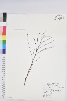 登錄號:S125166藏品圖，第1張