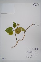 華他卡藤藏品圖，第1張