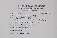 恆春厚殼樹藏品圖，第2張