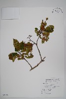 恆春厚殼樹藏品圖，第1張