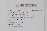 恆春厚殼樹藏品圖，第2張