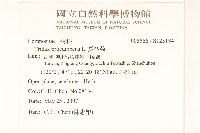 長柄菊藏品圖，第2張