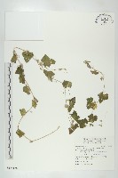 天花藏品圖，第1張