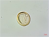 木防己藏品圖，第2張