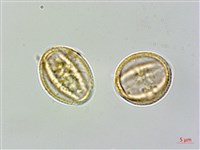 木防己藏品圖，第3張