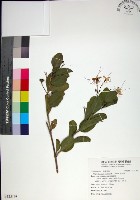 苦林盤藏品圖，第1張