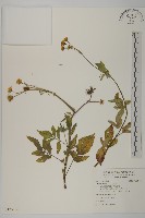 白花鬼針藏品圖，第1張