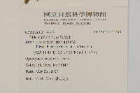 白花鬼針藏品圖，第2張