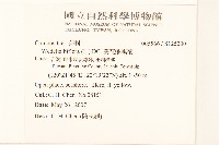 雙花蟛蜞菊藏品圖，第2張