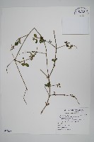 假川牛膝藏品圖，第1張