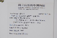 蘆利草、匐蘆利草藏品圖，第2張