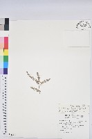 千根草藏品圖，第1張