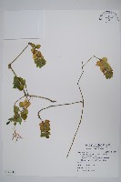 賽山藍藏品圖，第1張