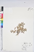 假葉下珠藏品圖，第1張