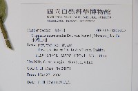 小刺山柑藏品圖，第2張