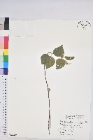 扛香藤藏品圖，第1張