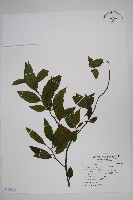 冷飯藤藏品圖，第1張