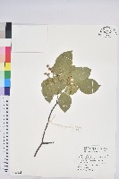 扛香藤藏品圖，第1張