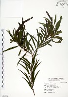 相思樹藏品圖，第1張