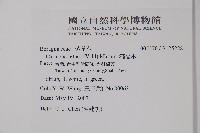 滿福木藏品圖，第2張