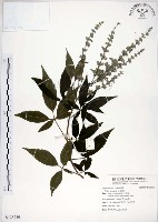 黃荊藏品圖，第1張