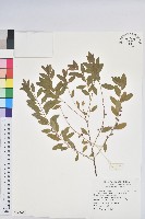 白飯樹藏品圖，第1張