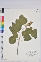 扛香藤藏品圖，第1張