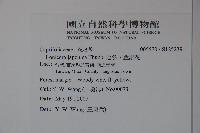 忍冬、金銀花藏品圖，第2張