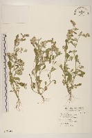 鼠麴舅藏品圖，第1張