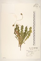 臺灣蒲公英藏品圖，第1張