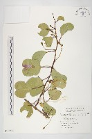 馬鞍藤藏品圖，第1張