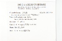 平原菟絲子藏品圖，第2張