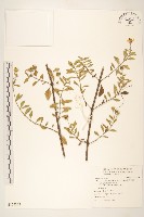 天蓬草舅藏品圖，第1張