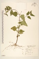 豨薟藏品圖，第1張