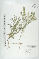獨行菜藏品圖，第1張