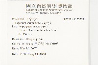 獨行菜藏品圖，第2張