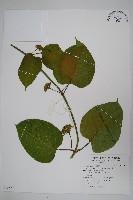 華他卡藤藏品圖，第1張