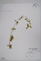 武靴藤藏品圖，第1張