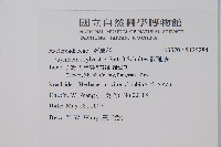 武靴藤藏品圖，第2張