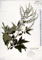 黃荊藏品圖，第1張