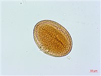 小葉捕魚木藏品圖，第2張