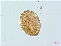 小葉捕魚木藏品圖，第3張