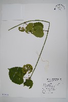 華他卡藤藏品圖，第1張