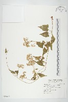 小花蔓澤蘭藏品圖，第1張