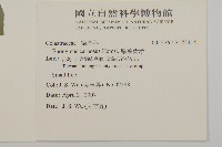 厚葉衛矛, 源一木藏品圖，第2張