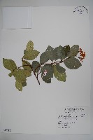 蘭嶼絡石藏品圖，第1張