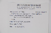 蘭嶼絡石藏品圖，第2張