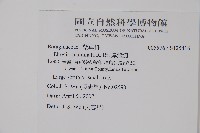 厚殼樹藏品圖，第2張