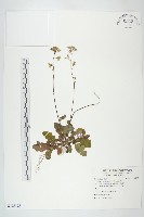 黃鵪菜藏品圖，第1張